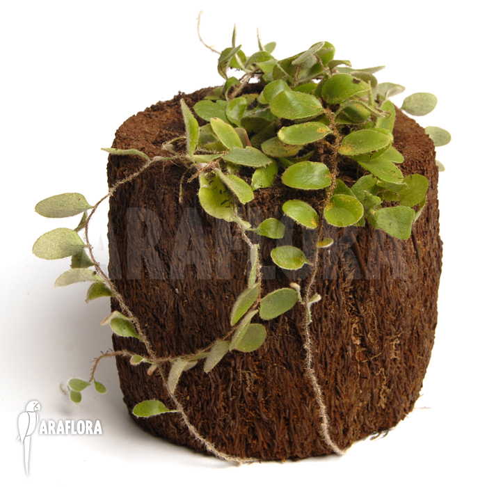 Pyrrosia nummularifolia