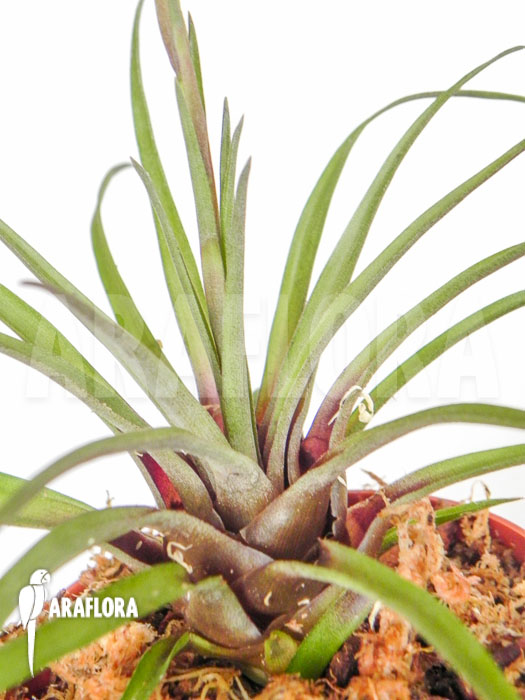 Racinaea schumanniana