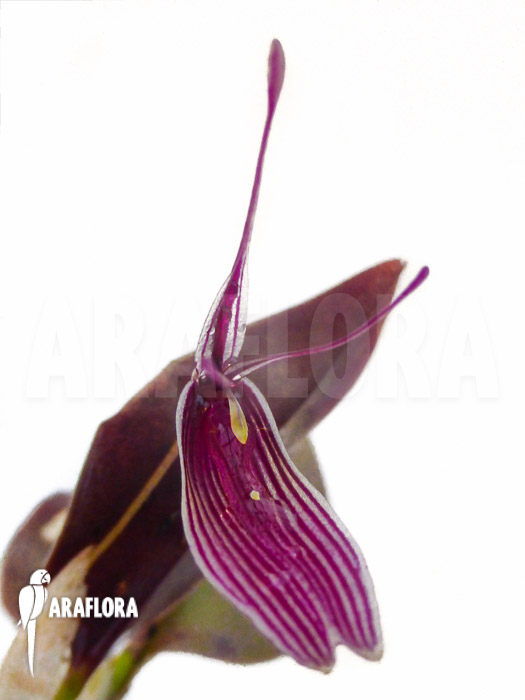 Restrepia antennifera