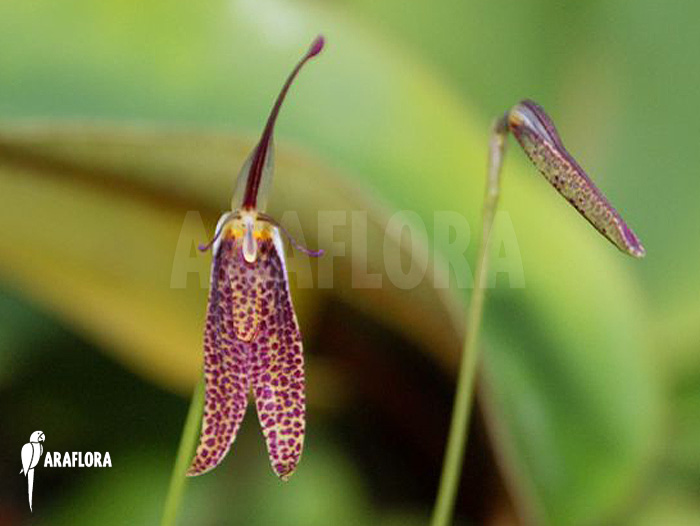 Restrepia guttulata
