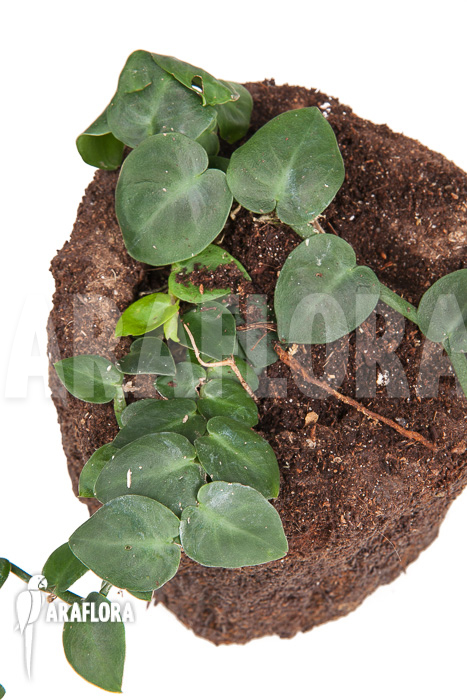 Rhaphidophora korthalsii