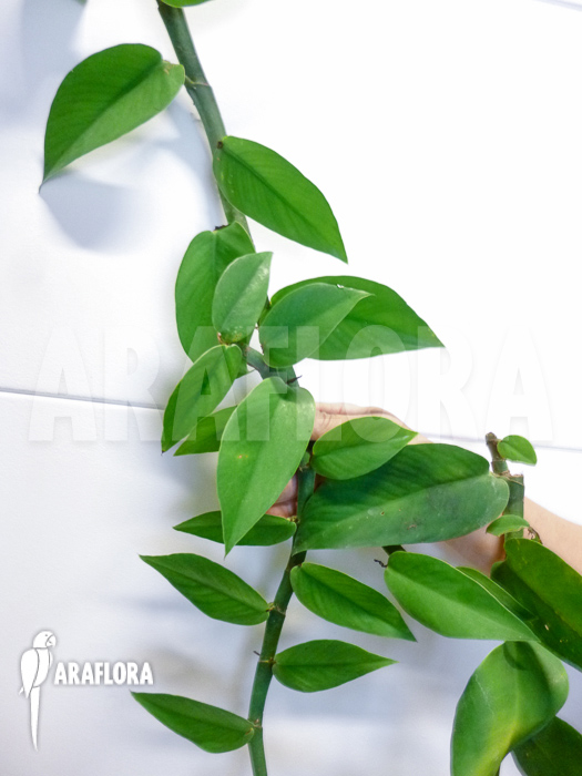 Rhaphidophora latevaginata Adult