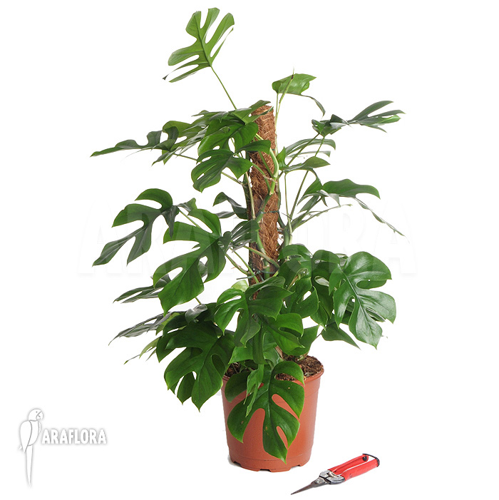 Rhaphidophora tetrasperma ‘L’