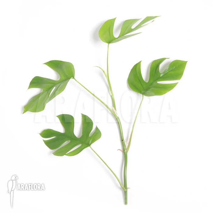 Rhaphidophora tetrasperma ‘M’