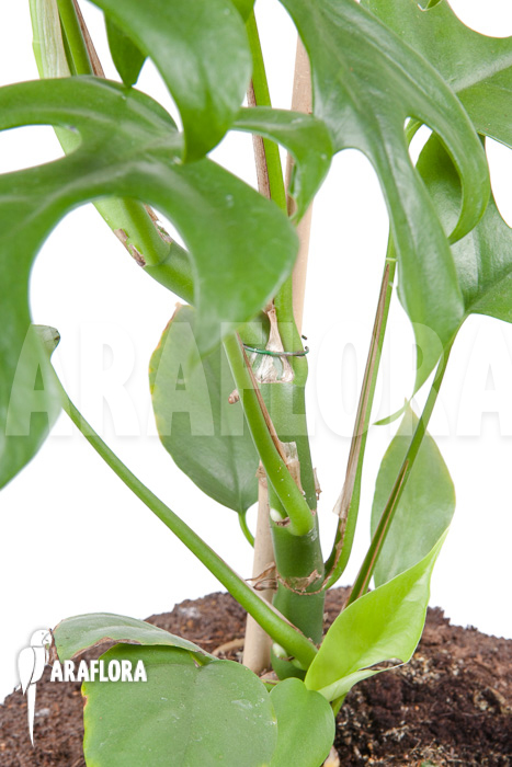 Rhaphidophora tetrasperma ‘M’