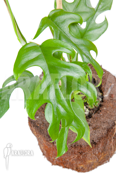 Rhaphidophora tetrasperma ‘M’