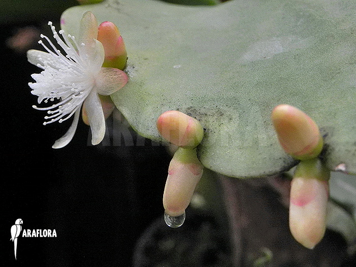 Rhipsalis pachyptera