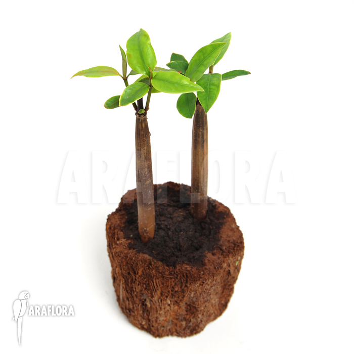 Rhizophora mangle ‘Rhizophoraceae’