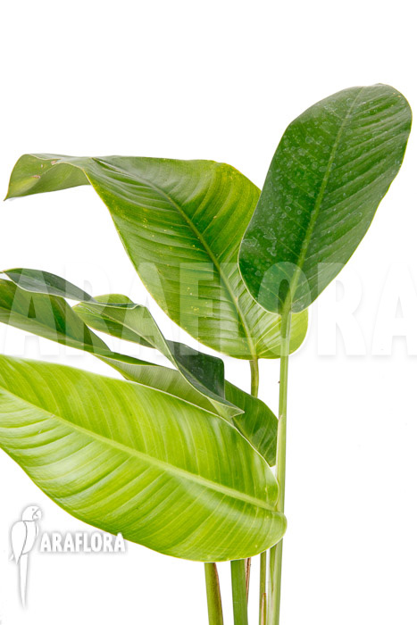 Rhodospatha latifolia ‘L’