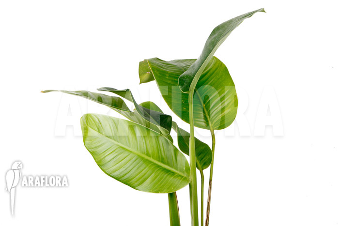 Rhodospatha latifolia ‘L’