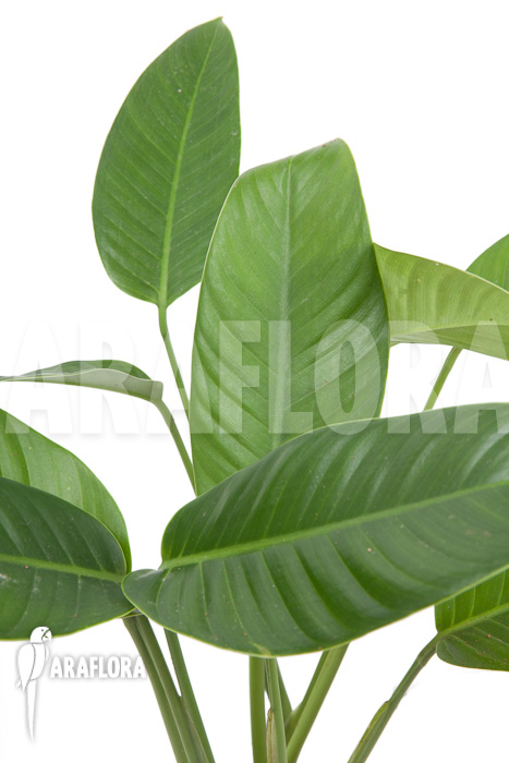 Rhodospatha latifolia ‘XL’