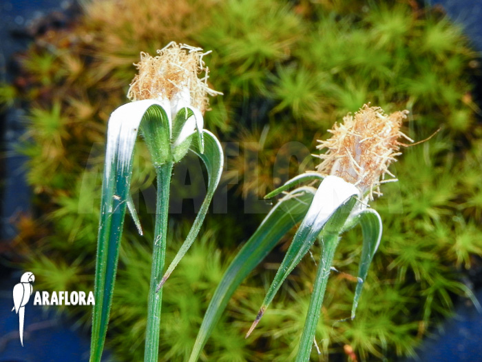 Rhynchospora colorata