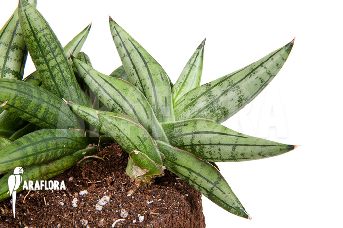 Sanseveria cylindrica ‘Grey Jade’