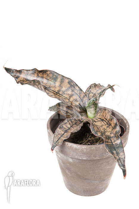 Sanseveria pulchra “S”