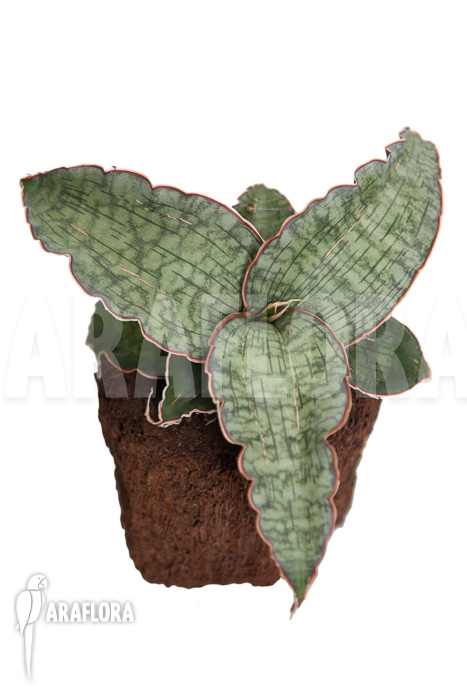 Sansevieria kirkii ‘Silver Blue’