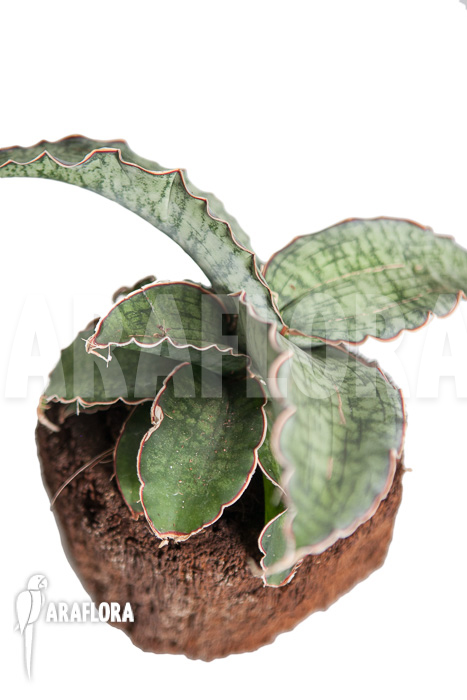 Sansevieria kirkii ‘Silver Blue’