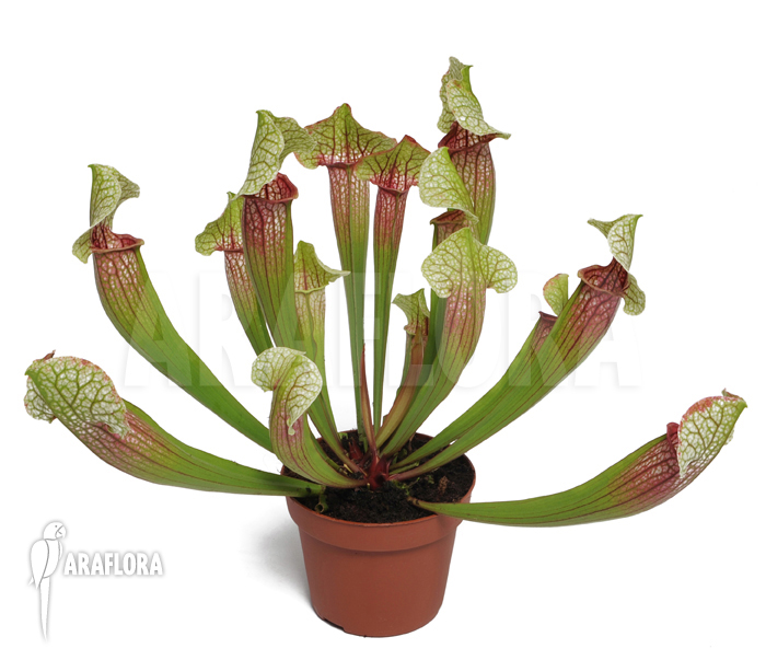 Sarracenia cv ‘Eva’