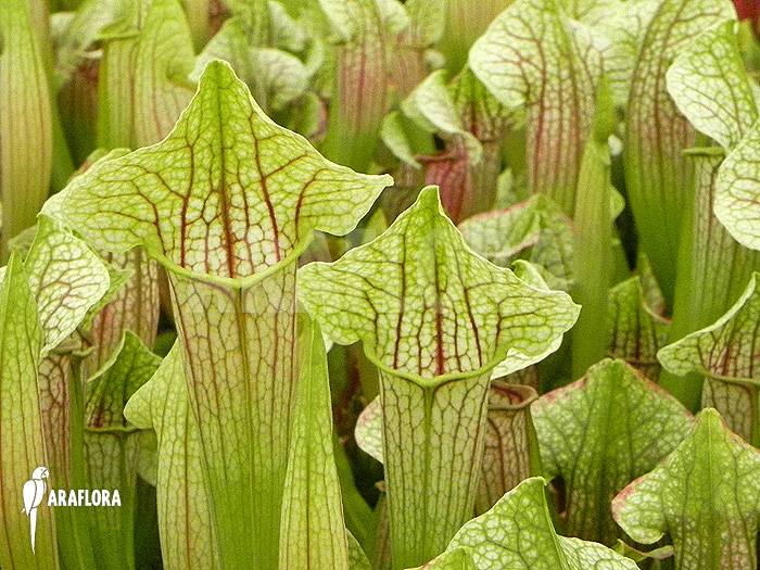Field with Sarracenia cv ‘Eva’