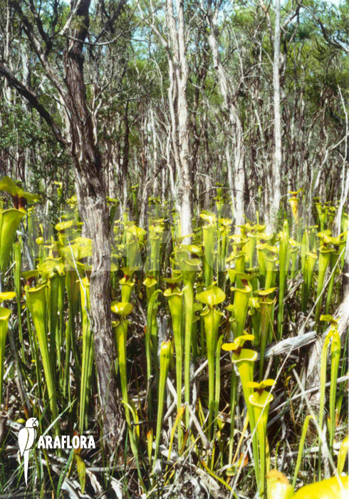 Sarracenia flava