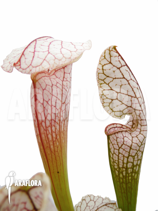 Sarracenia leucophylla ‘Big head’
