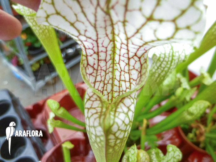Sarracenia leucophylla ‘Big head’