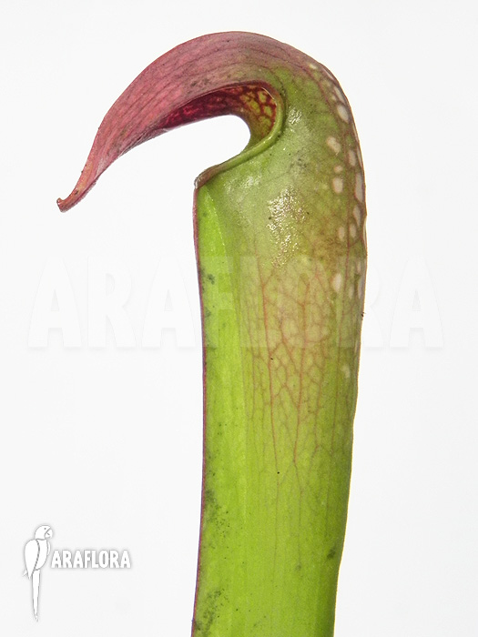 Sarracenia minor