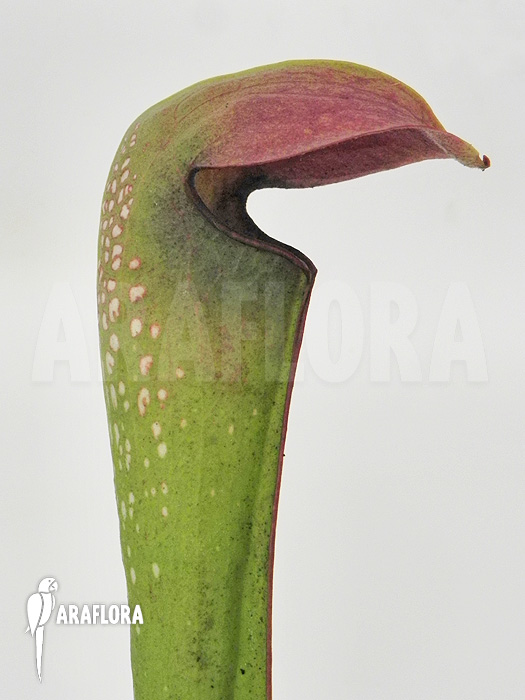 Sarracenia minor ‘Okefenokee Giant’