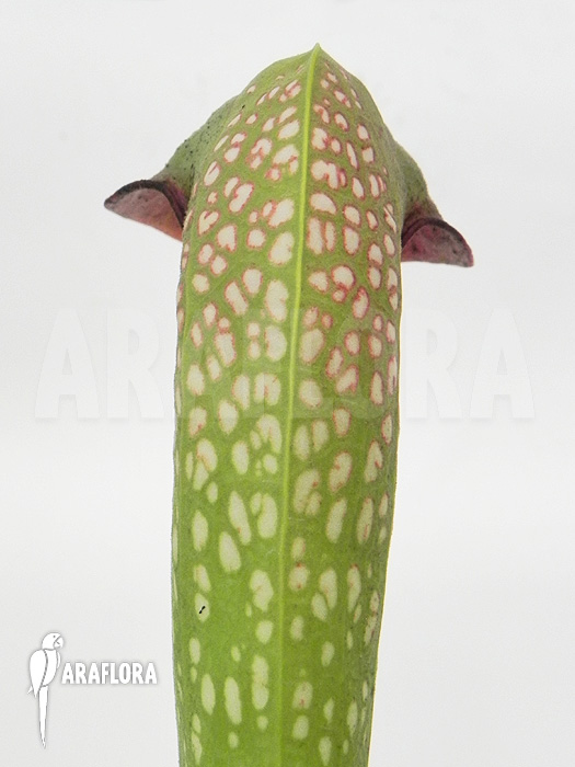 Sarracenia minor ‘Okefenokee Giant’