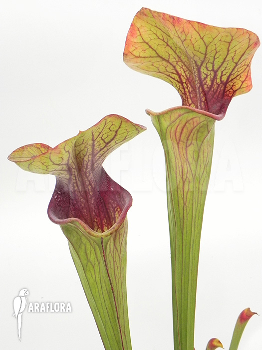 Sarracenia oreophila ‘Red line’