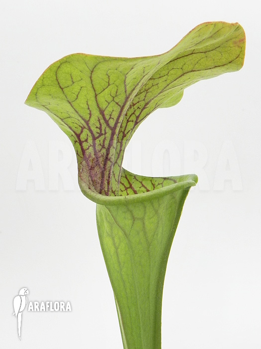 Sarracenia oreophila ‘Red line’