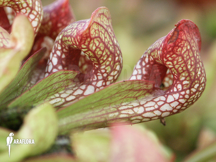 Sarracenia psittacina