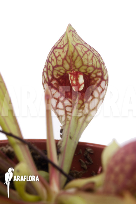 Sarracenia psittacina ‘starter’