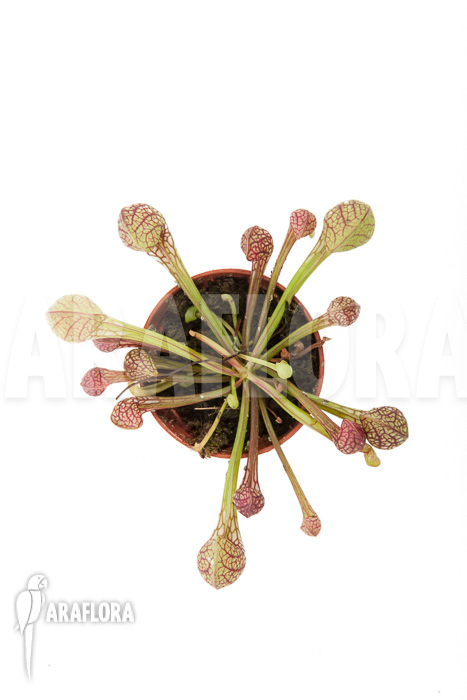 Sarracenia psittacina ‘starter’