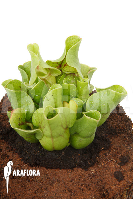 Sarracenia purpurea ssp venosa