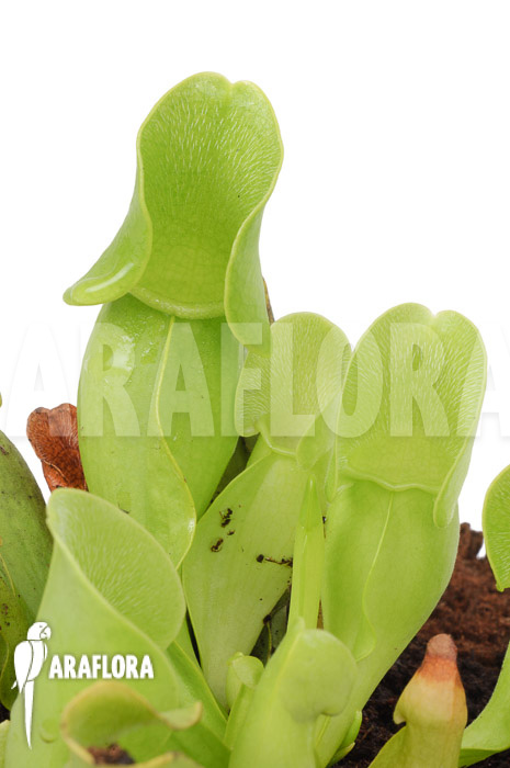 Sarracenia purpurea ssp venosa ‘Anthocyanin free’