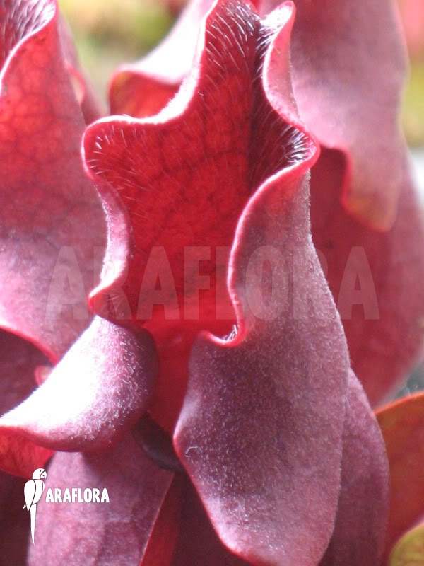 Sarracenia purpurea ssp venosa ‘All Red clone’