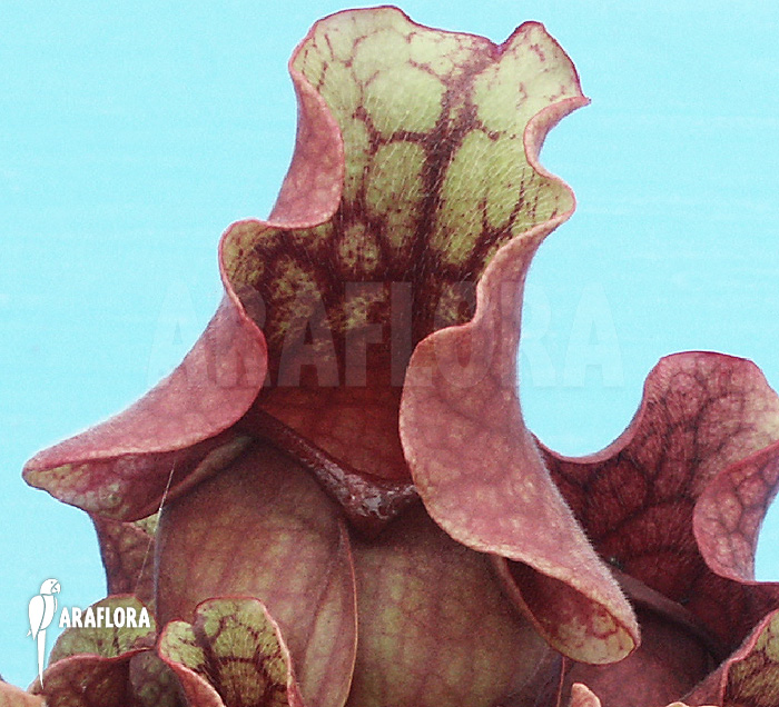 Sarracenia purpurea ssp venosa ‘Burkii’