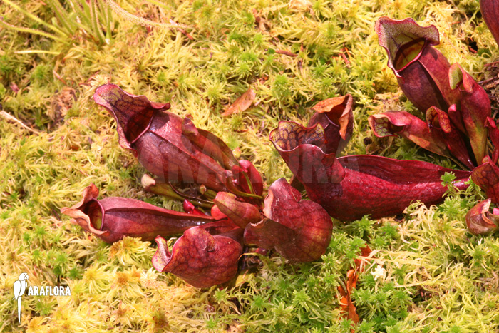 Sarracenia purpurea var. purpurea