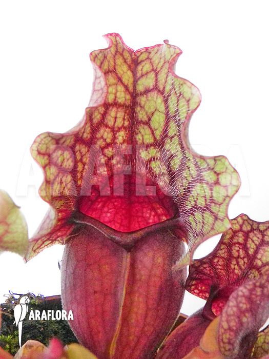 Sarracenia purpurea var. venosa ‘Clementina’