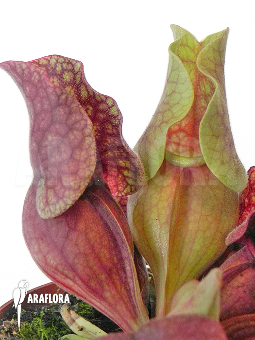 Sarracenia purpurea var. venosa ‘HS’