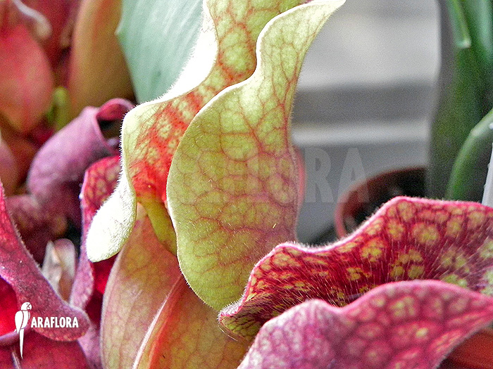 Sarracenia purpurea var. venosa ‘HS’