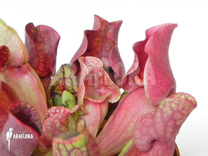 Sarracenia purpurea var. venosa ‘Red’