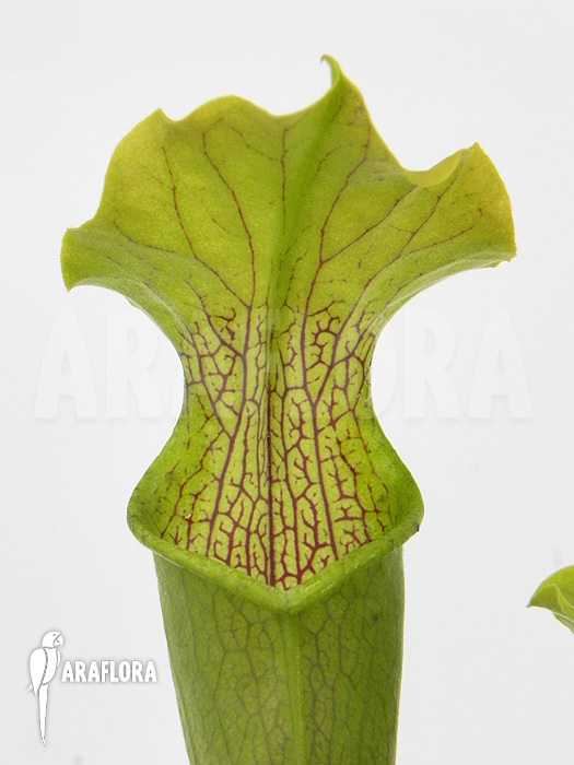 Sarracenia rubra ‘Alabamensis’