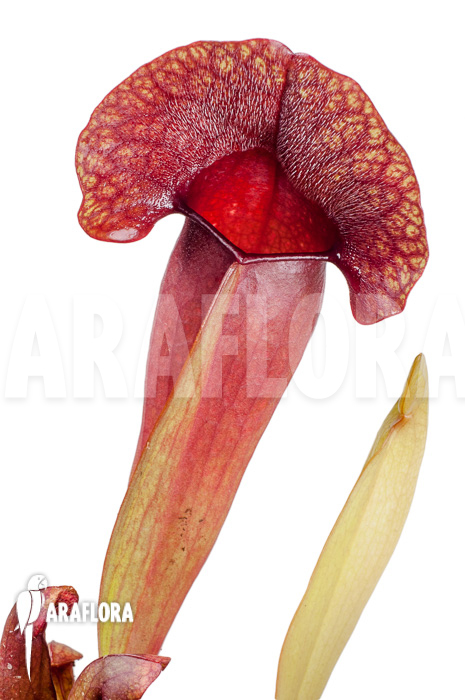 Sarracenia x ‘Barbapapa’