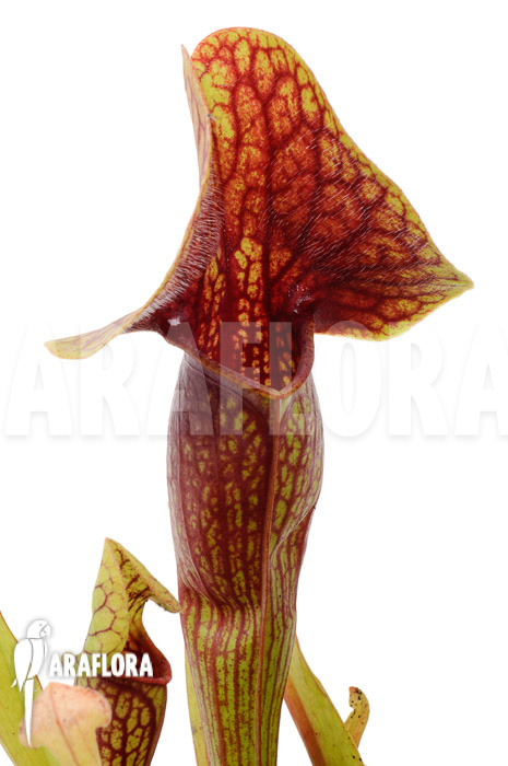 Sarracenia x Linda ‘M’
