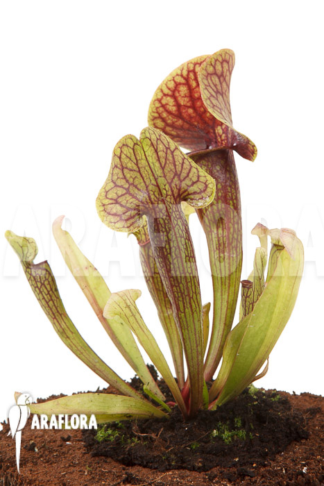Sarracenia x Linda ‘M’