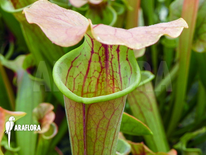Sarracenia x Tygo