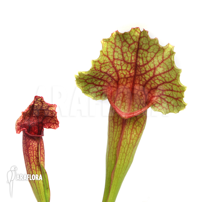 Sarracenia x leucophylla x mitchelliana