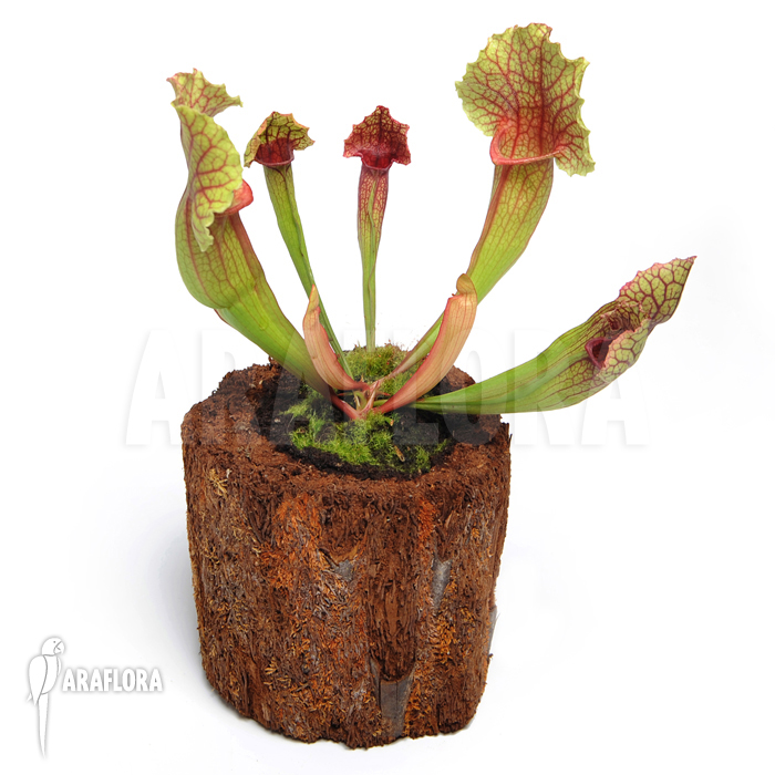 Sarracenia x leucophylla x mitchelliana