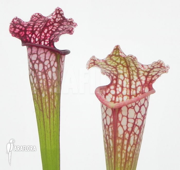 Sarracenia x leucophylla ‘Royal Red’